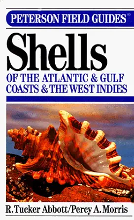 Technical scientific shell field guide with magnifying glass and specimen shells