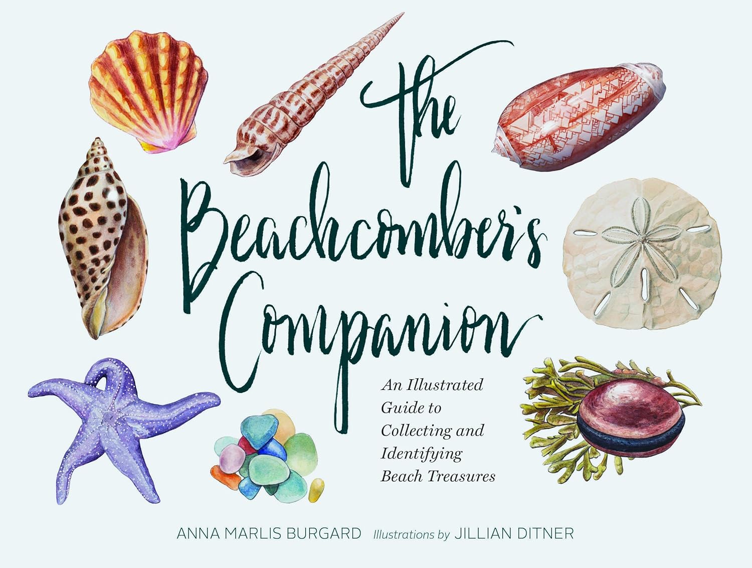 Watercolor-illustrated seashell field guide resting on sandy linen by a window