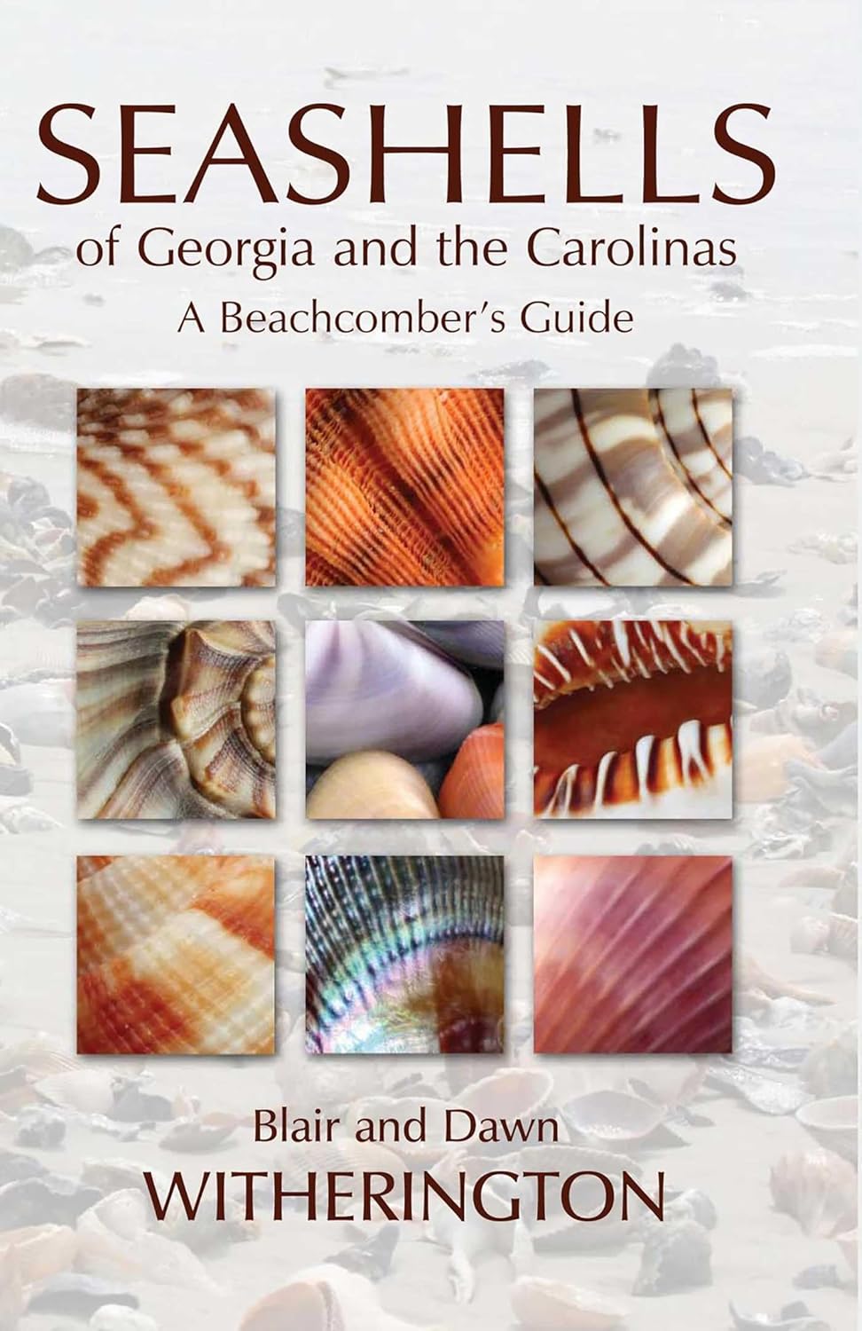 Regional Carolinas and Georgia seashell guide with whelks and olive shells