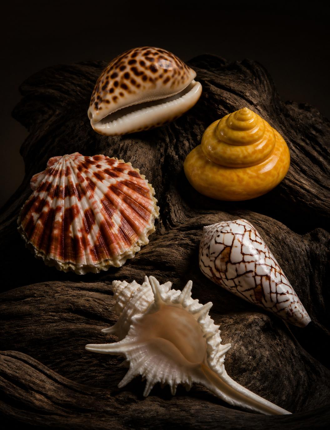 Rare prized seashells displayed on dark driftwood under soft spotlight: junonia, scotch bonnet, lion's paw, alphabet cone and albino fighting conch
