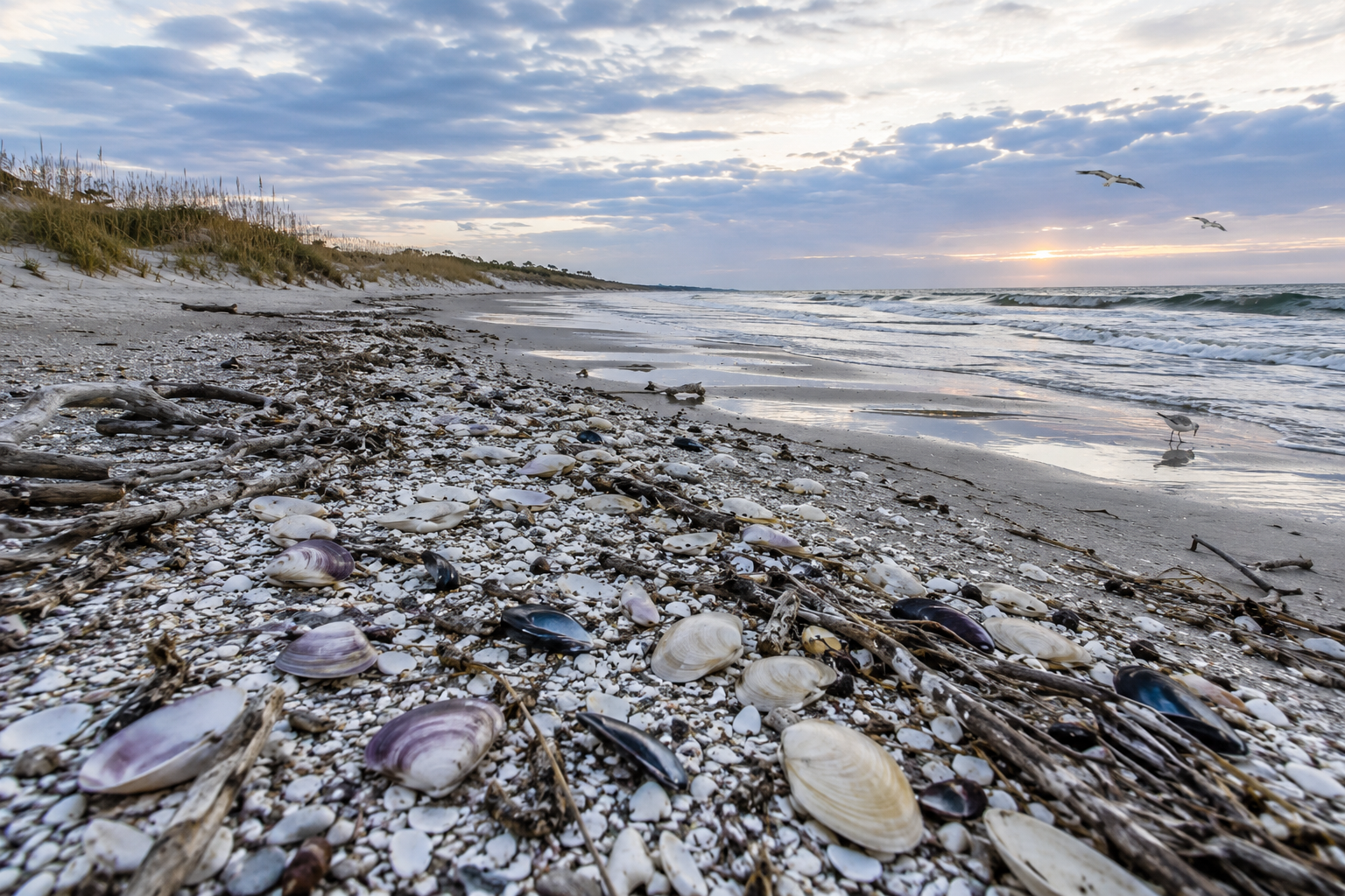 New Jersey Shelling Guide — Sandy Hook beach at sunrise with Cape May lighthouse in the distance and thick deposits of clams, mussels, and whelks along the wrack line.