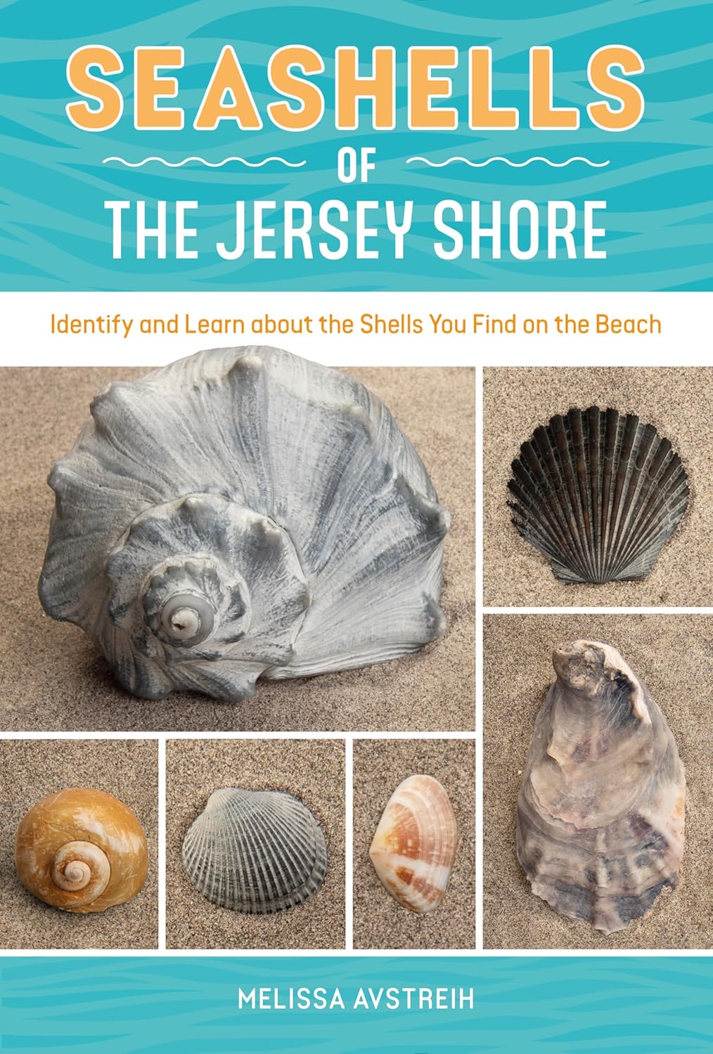 Slim New Jersey shore seashell guidebook on weathered driftwood with shells