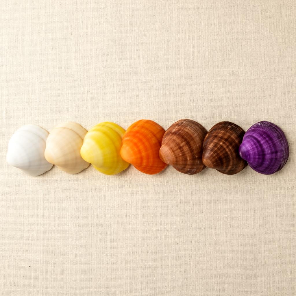 Spectrum of shells arranged from white and cream through yellow, orange, brown, and purple across a cream linen background